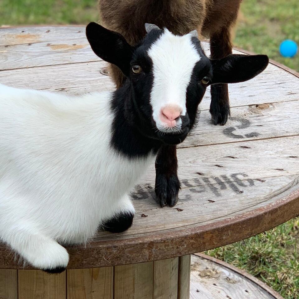 Une chèvre de la mini-ferme
